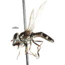 Plancia ëd Platycheirus punctulata (Wulp 1888)