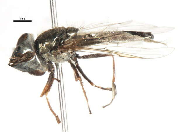 Image of Platycheirus punctulata