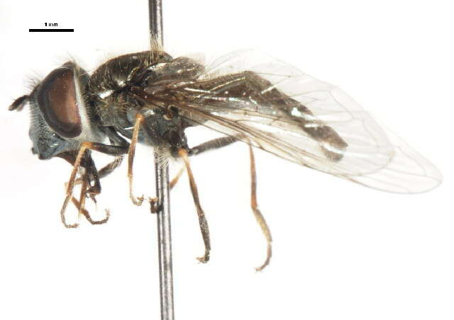 Image of Platycheirus punctulata (Wulp 1888)