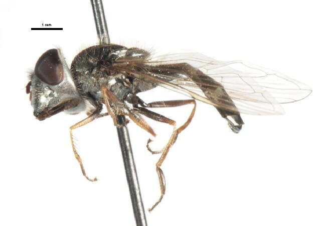 Image of Platycheirus punctulata