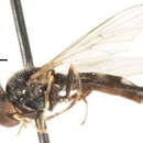 Imagem de Platycheirus aeratus (Coquillett 1900)