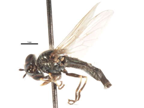 Image of Platycheirus aeratus (Coquillett 1900)