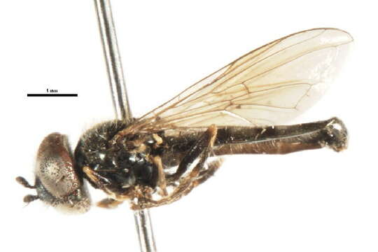 Image of Platycheirus aeratus (Coquillett 1900)