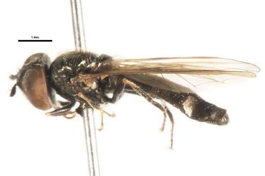 Image of Platycheirus aeratus (Coquillett 1900)