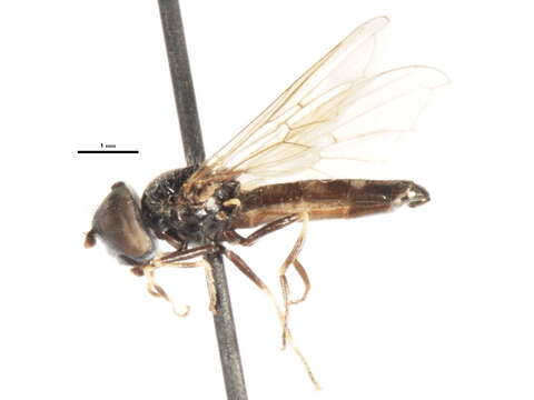 Image of Platycheirus aeratus (Coquillett 1900)