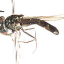 Image of Platycheirus