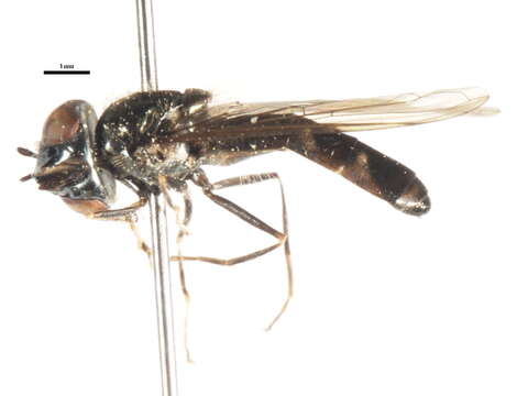 Image of Platycheirus