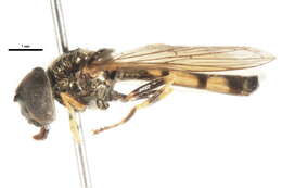 Image of Platycheirus angustatus (Zetterstedt 1843)