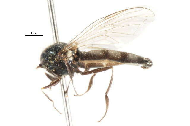 Image of Platycheirus chilosia (Curran 1922)
