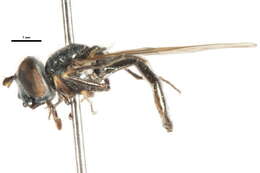 Image of Platycheirus