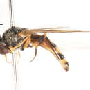 Image of Platycheirus nodosus Curran 1923