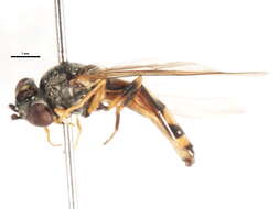 Image of Platycheirus nodosus Curran 1923