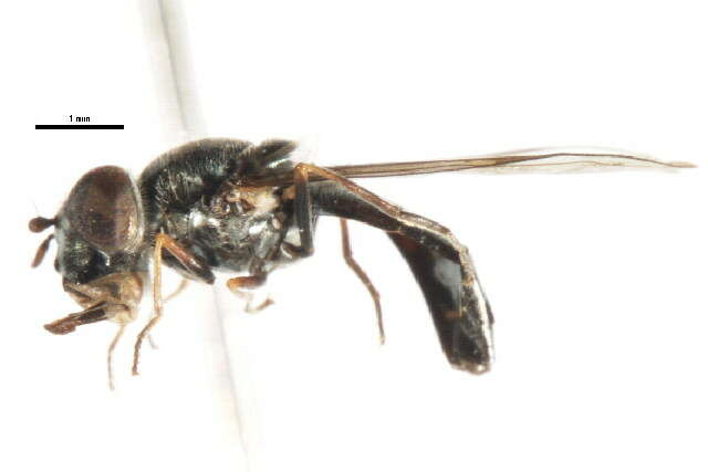 Image of Platycheirus confusus (Curran 1925)