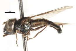 Image of Platycheirus confusus (Curran 1925)