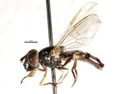 Image of Platycheirus confusus (Curran 1925)