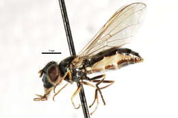 Image of Platycheirus confusus (Curran 1925)