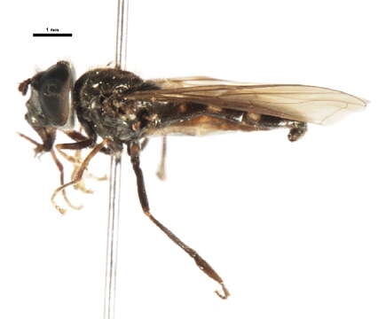 Image of Platycheirus naso (Walker 1849)