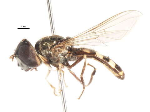 Image of Platycheirus inversus Ide 1926