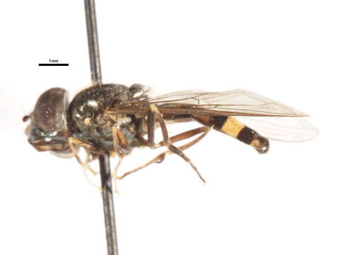 Image of Platycheirus inversus Ide 1926