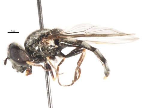 Image of <i>Platycheirus lata</i>