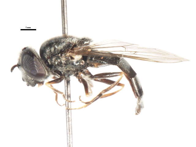 Image of <i>Platycheirus lata</i>