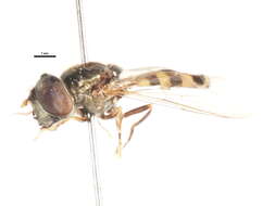 Imagem de Platycheirus latitarsis Vockeroth 1990