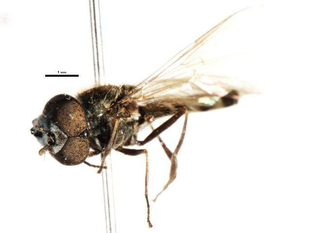 Image of Platycheirus