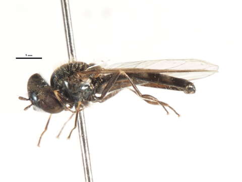 Image of Platycheirus lundbecki (Collin 1931)