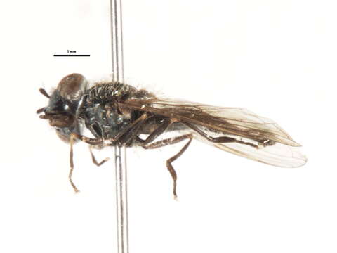 Image of Platycheirus