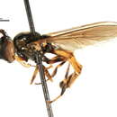 Imagem de Platycheirus modestus Ide 1926