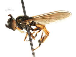 Image of Platycheirus modestus Ide 1926