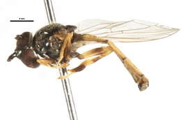 Image of Platycheirus modestus Ide 1926