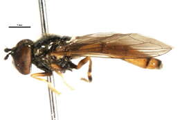 Image of Platycheirus modestus Ide 1926