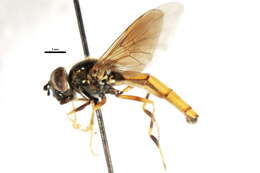 Image of Platycheirus modestus Ide 1926