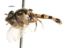 Imagem de Platycheirus nearcticus Vockeroth 1990