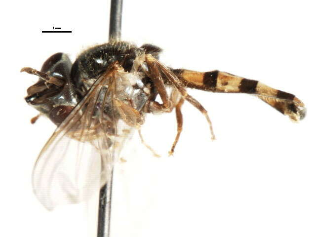 Imagem de Platycheirus nearcticus Vockeroth 1990