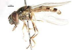 Imagem de Platycheirus nearcticus Vockeroth 1990