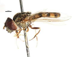 Imagem de Platycheirus nearcticus Vockeroth 1990