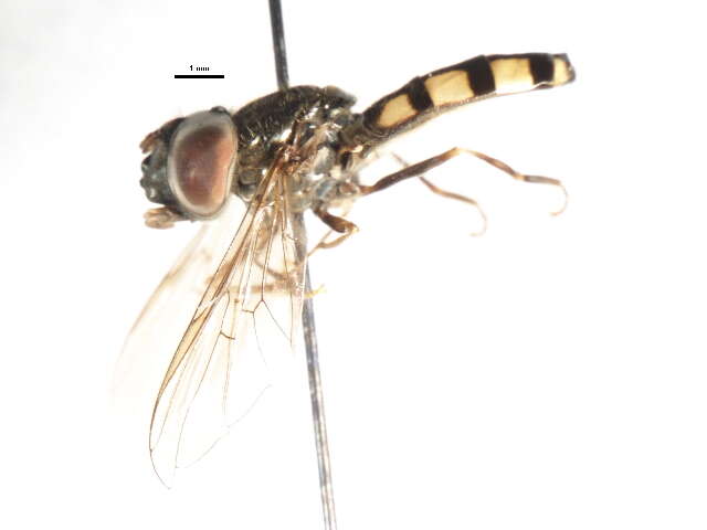 Imagem de Platycheirus nearcticus Vockeroth 1990