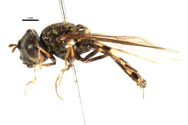 Imagem de Platycheirus nearcticus Vockeroth 1990