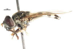 Image of Platycheirus nielseni Vockeroth 1990