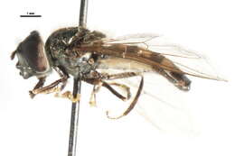 Image of Platycheirus nielseni Vockeroth 1990