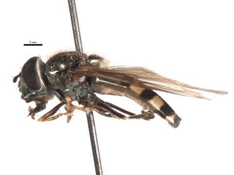 Image of Platycheirus nielseni Vockeroth 1990