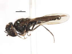 Image of Platycheirus nigrofemoratus (Kanervo 1934)