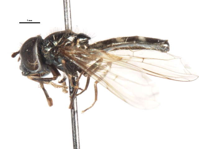 Image of Platycheirus nigrofemoratus (Kanervo 1934)