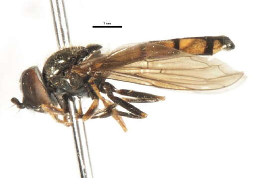 Image of Platycheirus nodosus Curran 1923