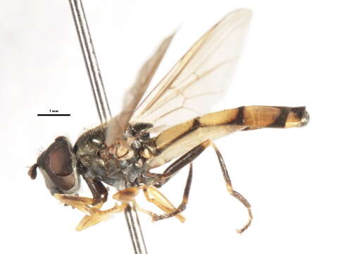 Image of Platycheirus nodosus Curran 1923