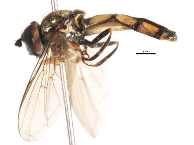 Image of Platycheirus nodosus Curran 1923