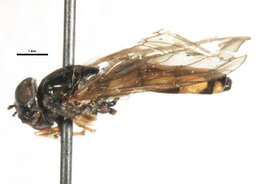 Image of Platycheirus nodosus Curran 1923