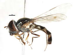 Image of Platycheirus obscurus (Say 1824)